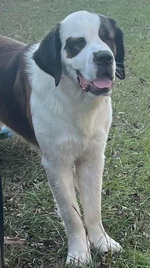 Bach, a big Saint Bernard with a white face and dark ears, standing in the grass